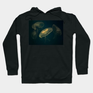 Aurelia Aurita. Vladivostok Aquarium, Russia Hoodie